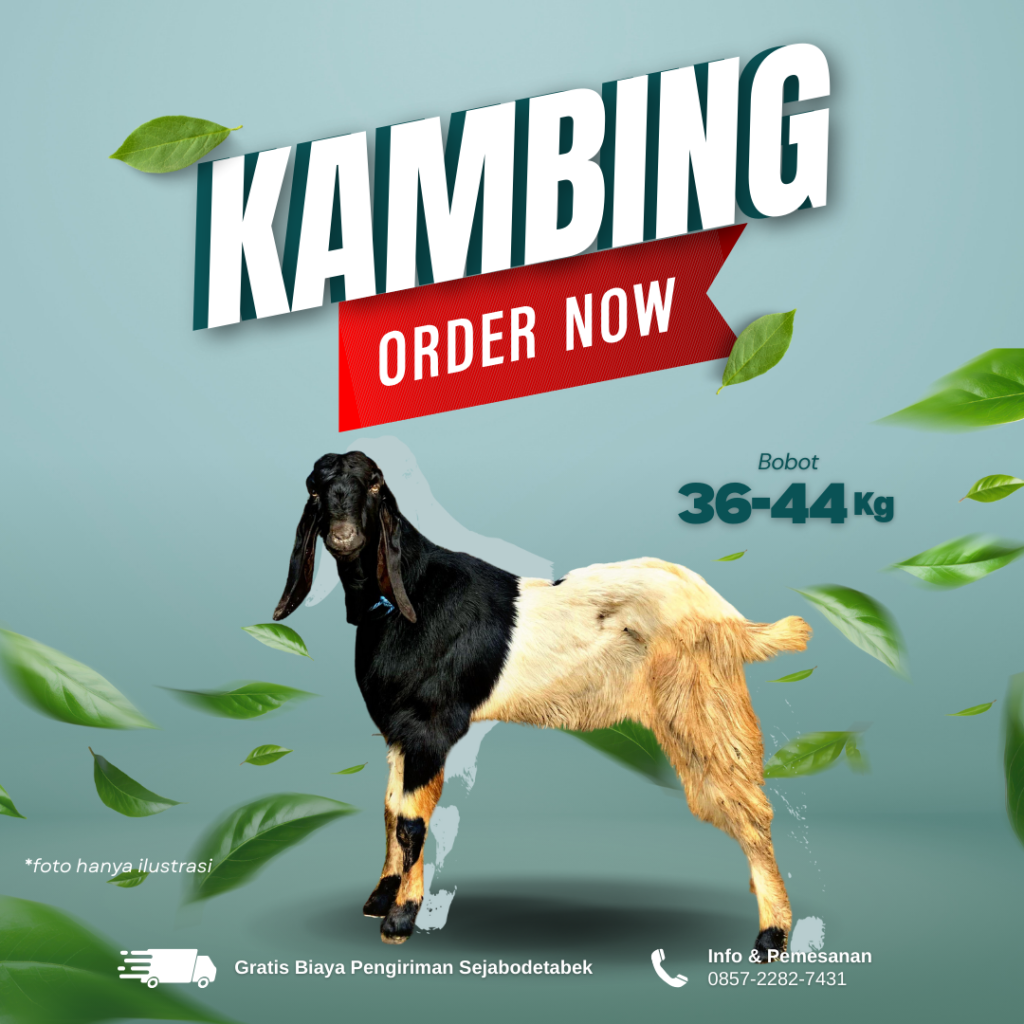 Kambing 36 - 44