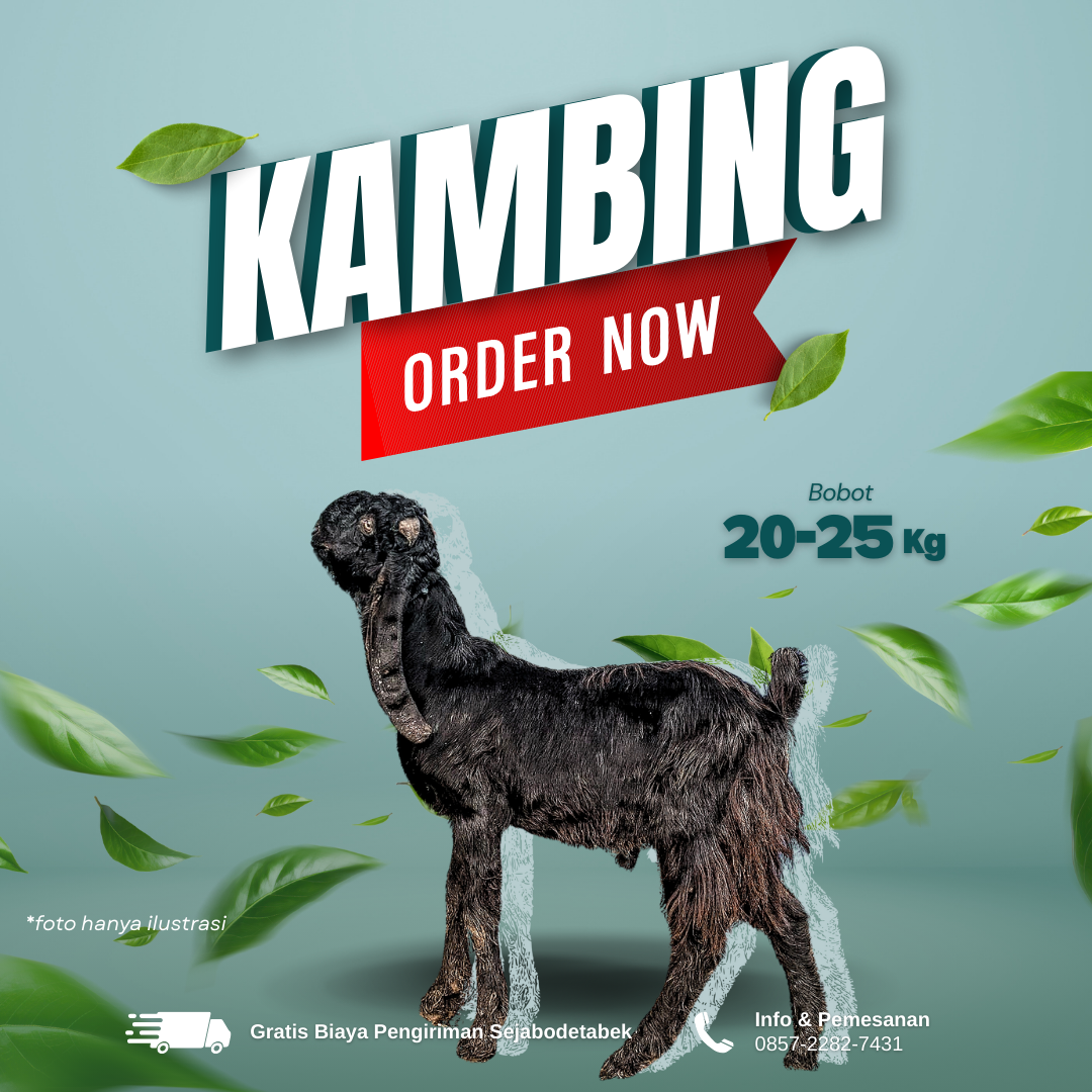 kambing 20-25